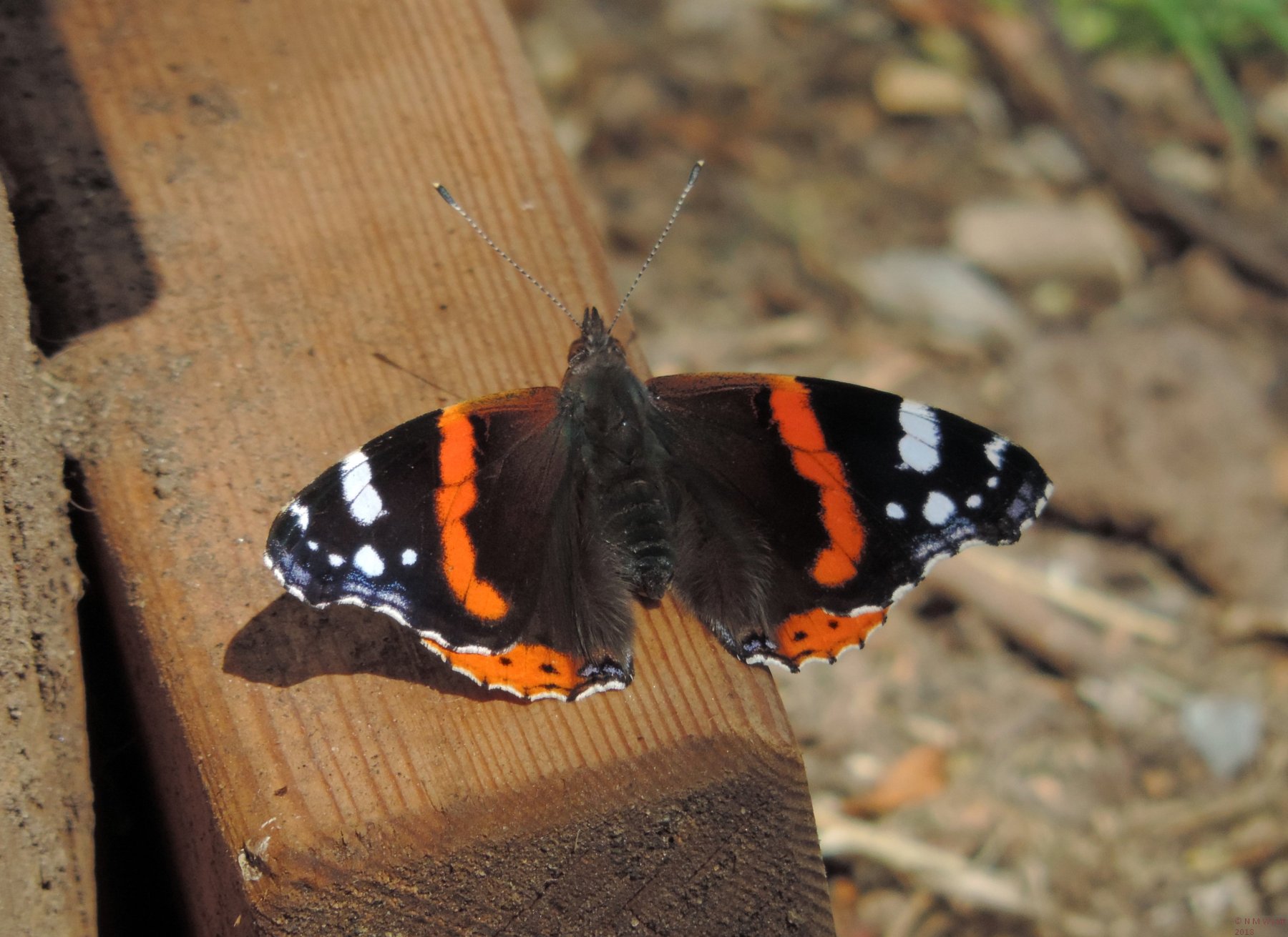 Red Admiral Dorasl view